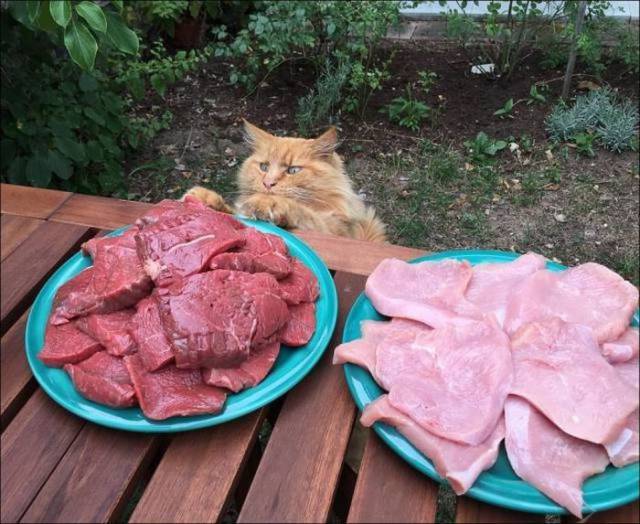 Content Image