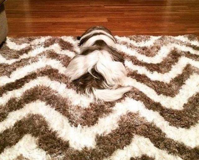 Daily Picdump