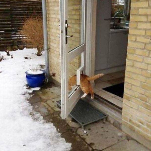 Content Image