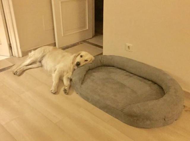 Content Image