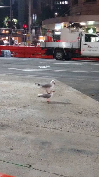 Content Image