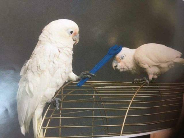Content Image