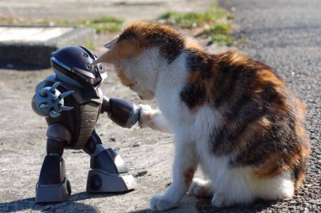 Content Image