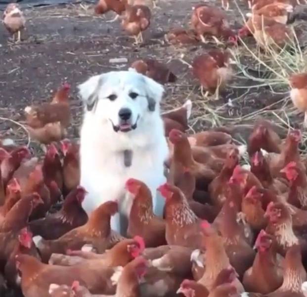 Content Image