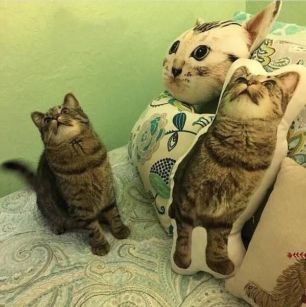 Content Image