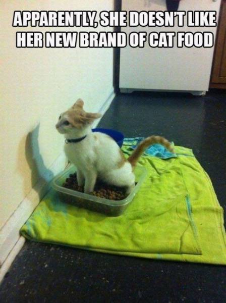 Daily Picdump