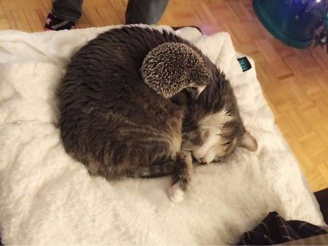 Content Image
