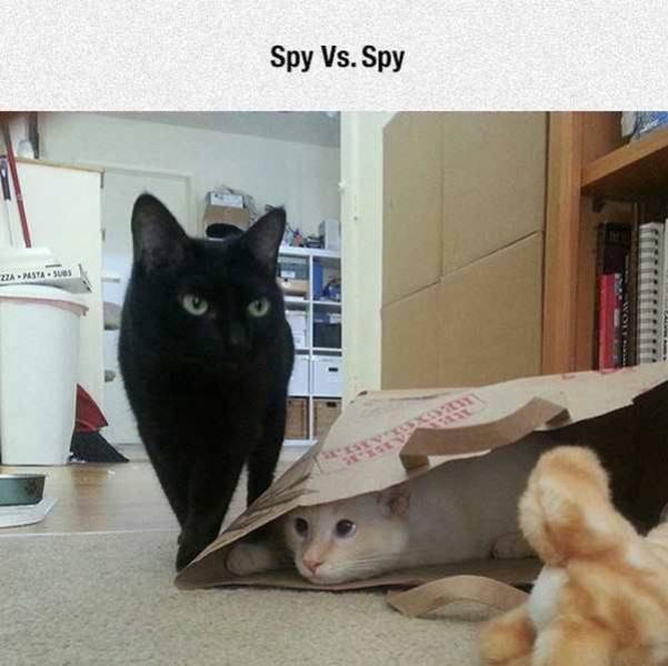 Content Image