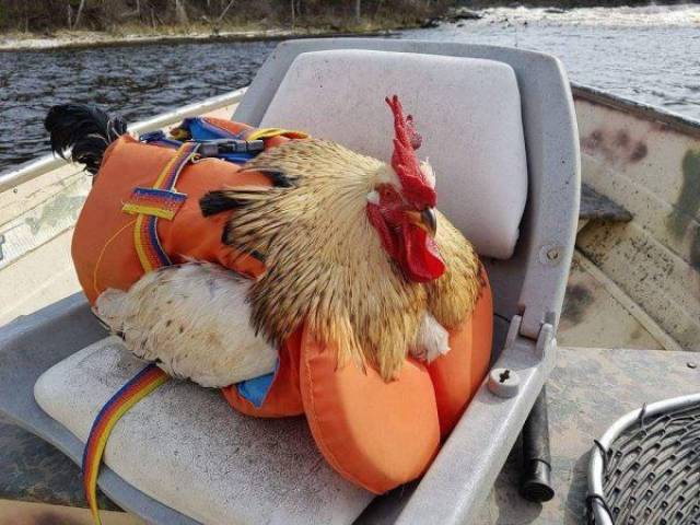 Content Image