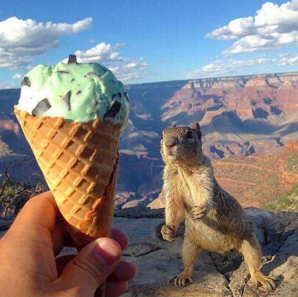 Content Image