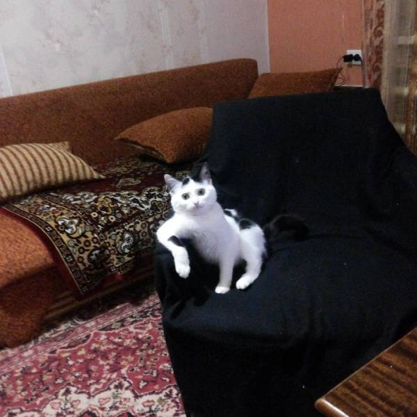 Content Image