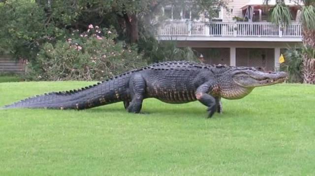 Content Image