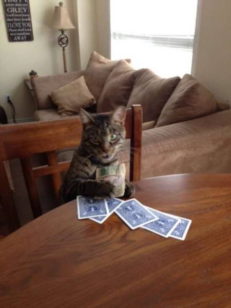 Content Image