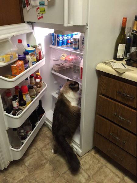 Content Image