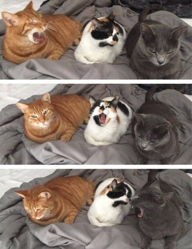 Content Image