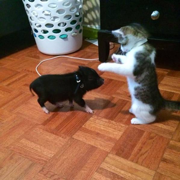 Content Image