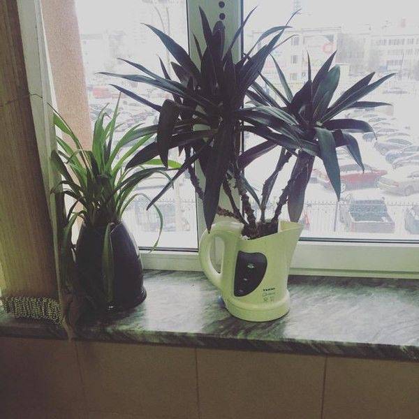 Content Image