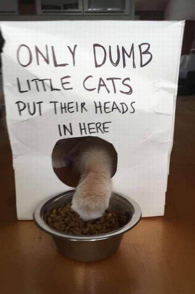 Content Image