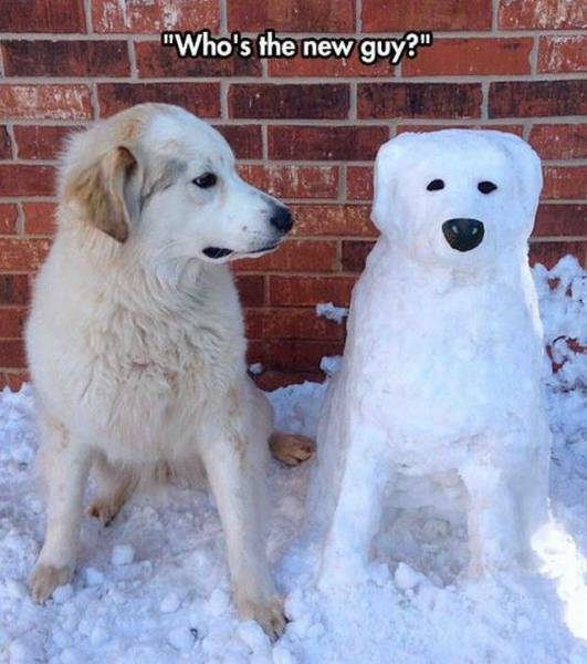 Daily Picdump