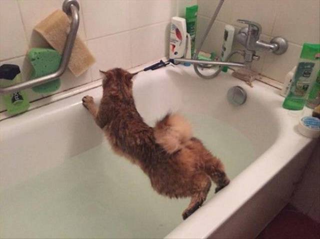 Content Image