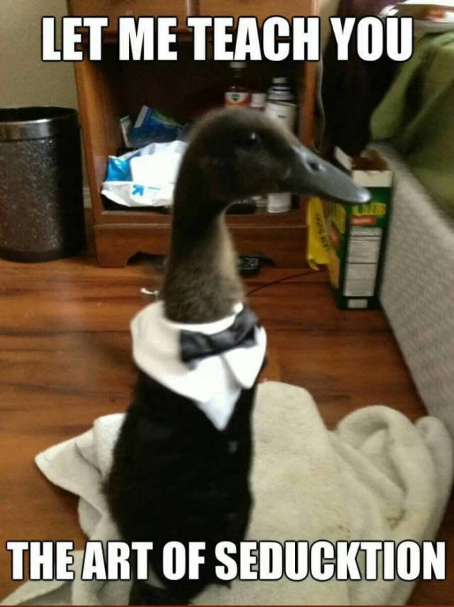 Content Image