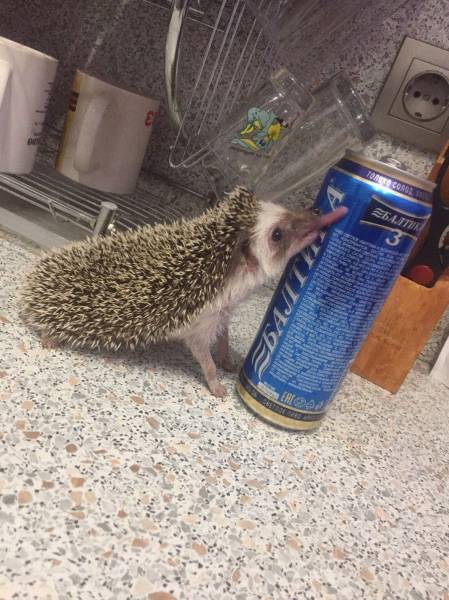 Content Image