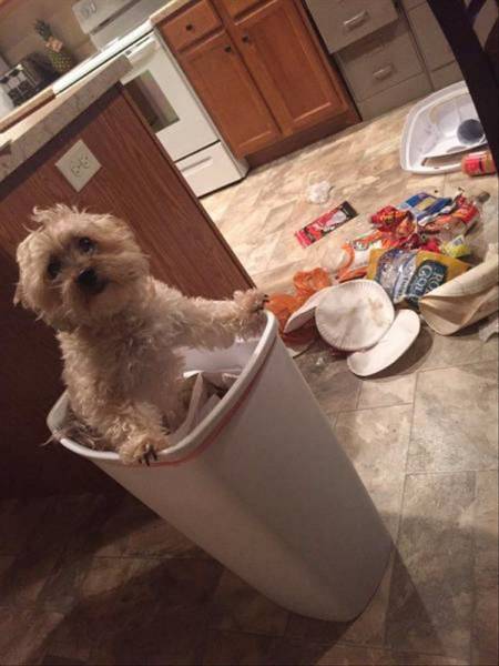 Daily Picdump
