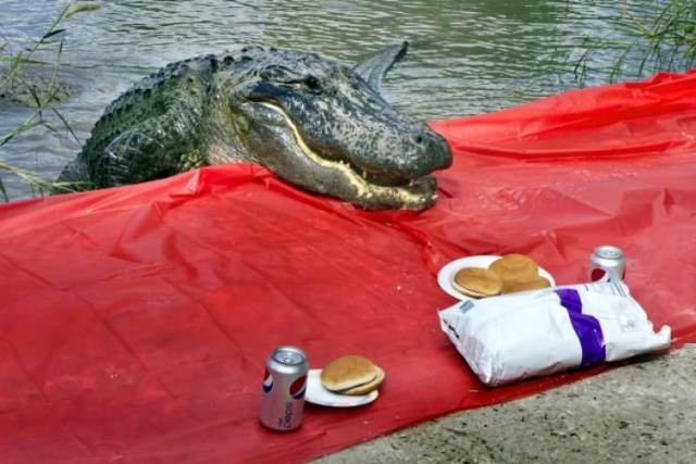 Daily Picdump