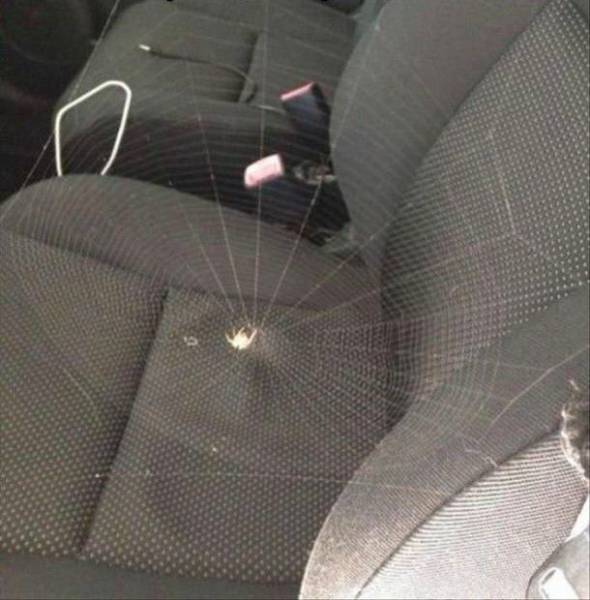 Daily Picdump