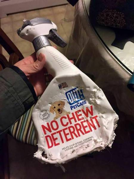 Content Image