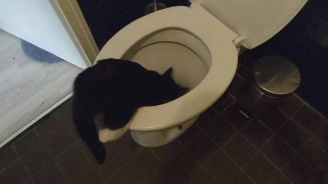 Content Image