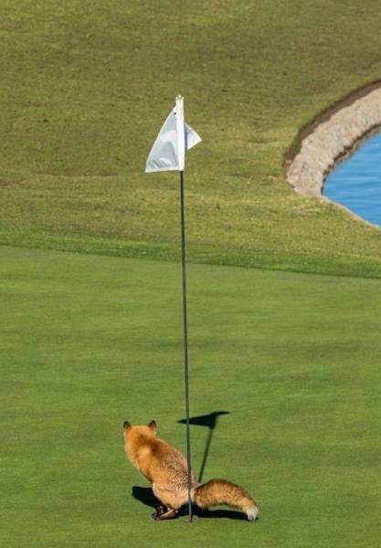 Daily Picdump