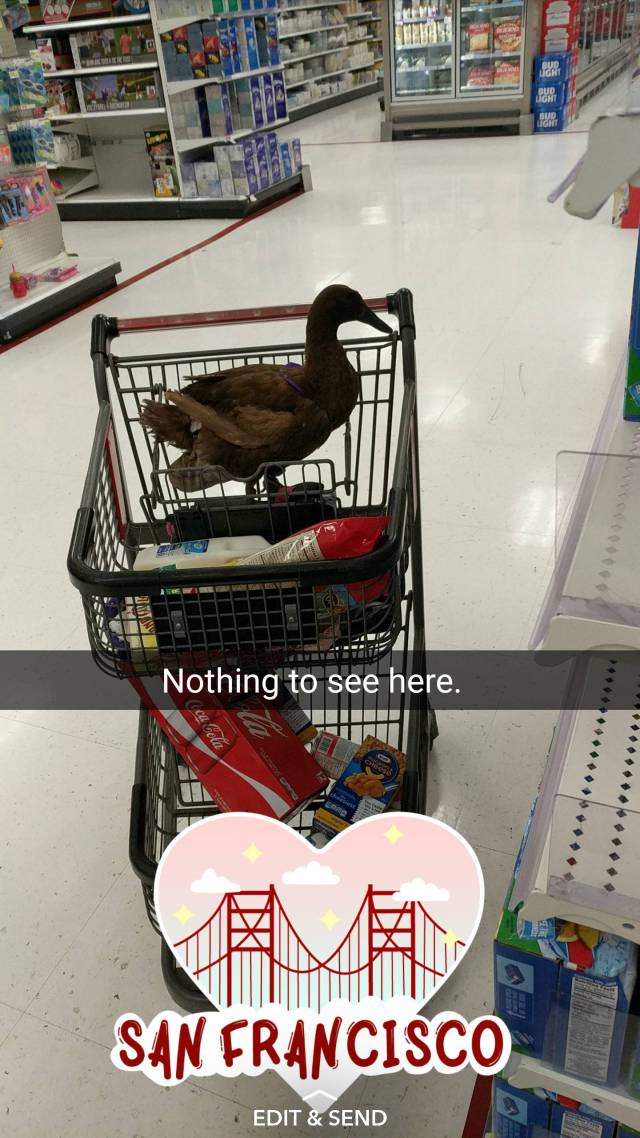 Content Image