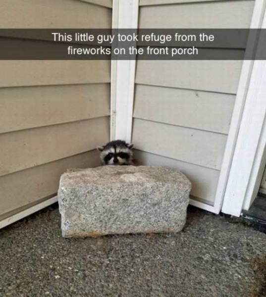 Daily Picdump