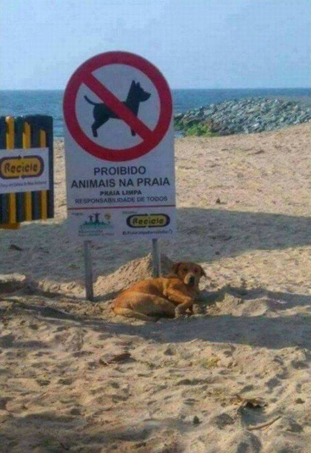 Content Image