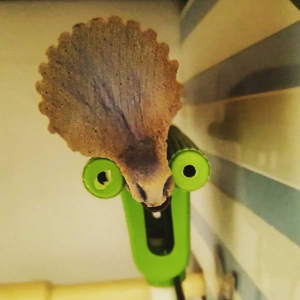 Morning Picdump