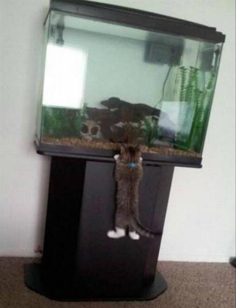 Content Image