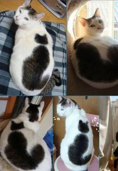 Content Image
