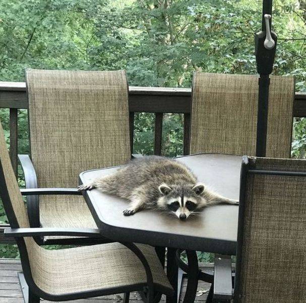 Content Image