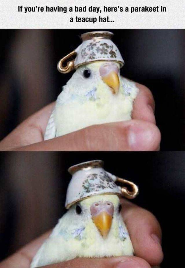 Content Image