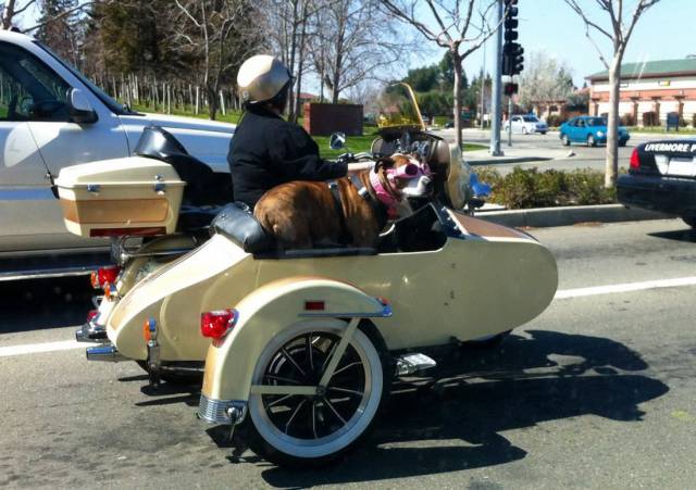 Daily Picdump