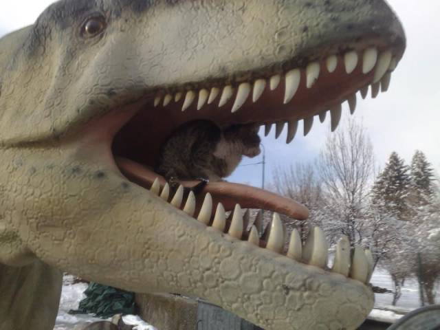 Daily Picdump