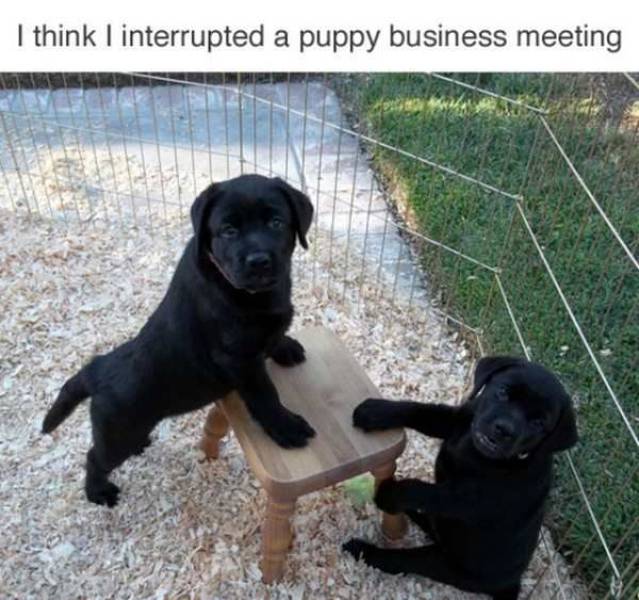 Content Image