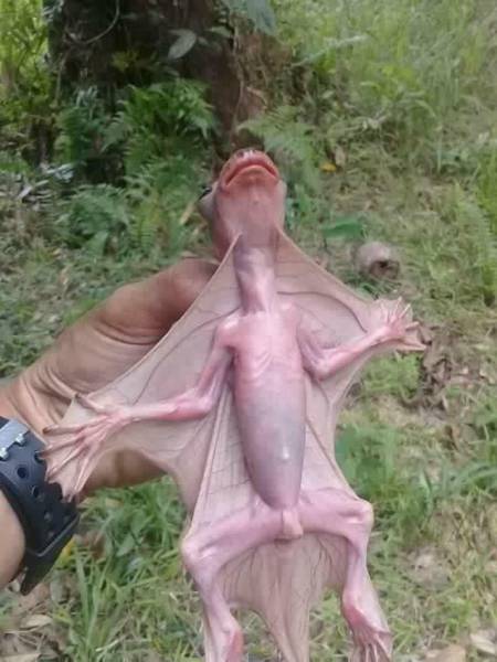 Content Image
