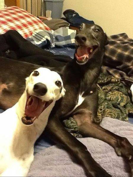 Morning Picdump
