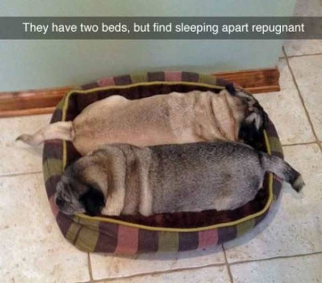 Daily Picdump