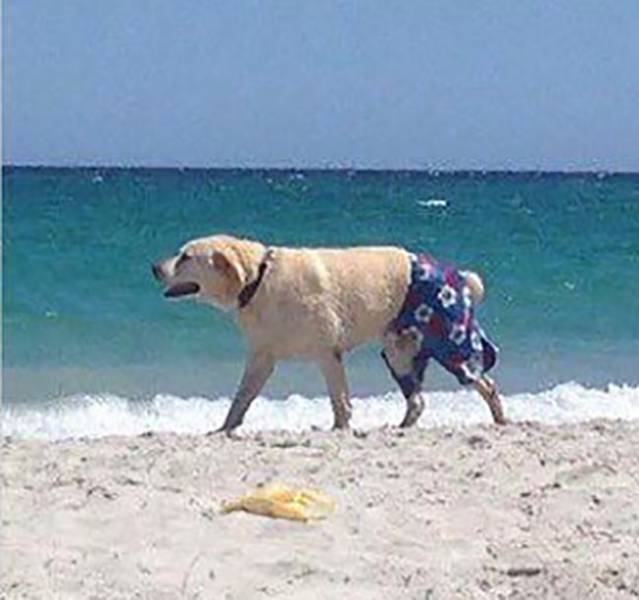 Content Image