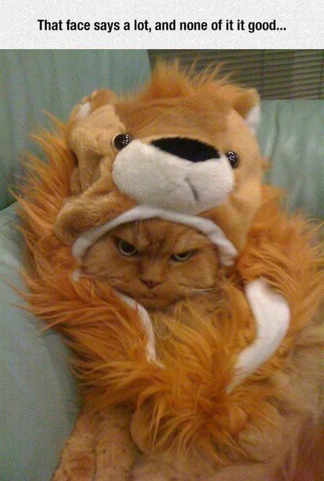 Content Image