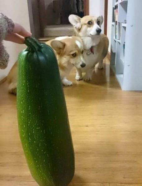 Daily Picdump