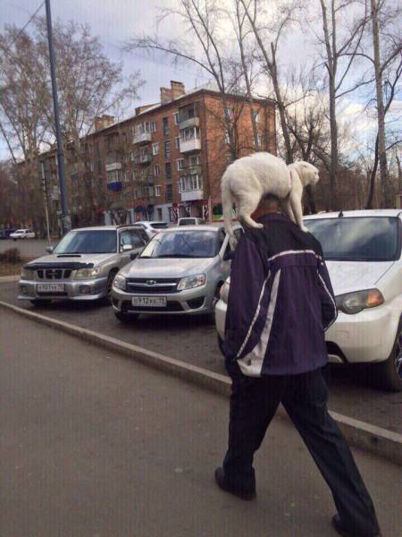 Content Image